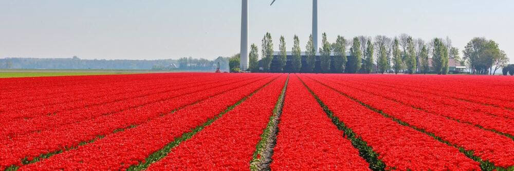 Mehr Online-Shops als physische Geschäfte: Der digitale Boom in den Niederlanden Mehr Online-Shops als physische Geschäfte: Der digitale Boom in den Niederlanden